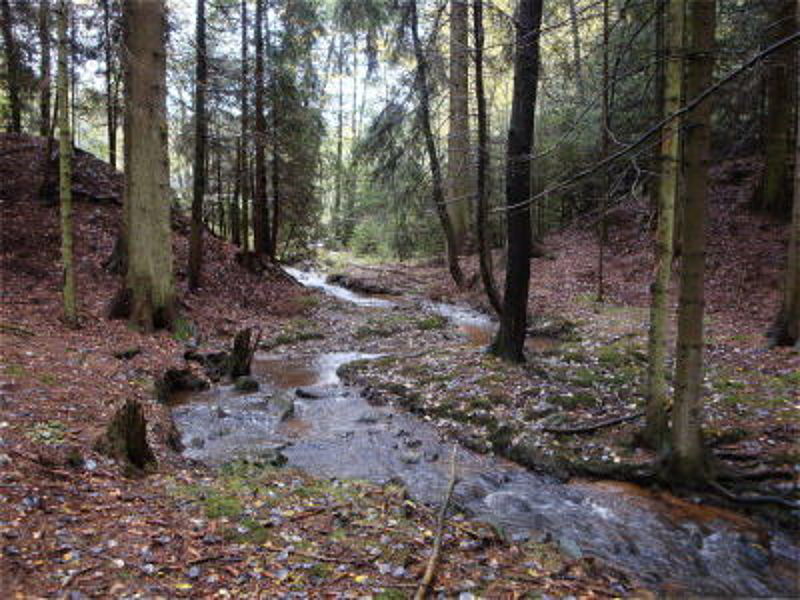 Ehewaldbach am Geißbühl Foto: M.Gorny