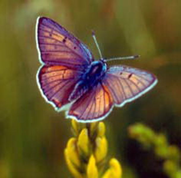 Schmetterlinge im Fichtelgebirge