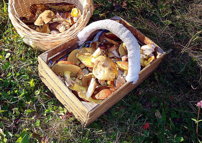 Pilzkorb Foto Gorny