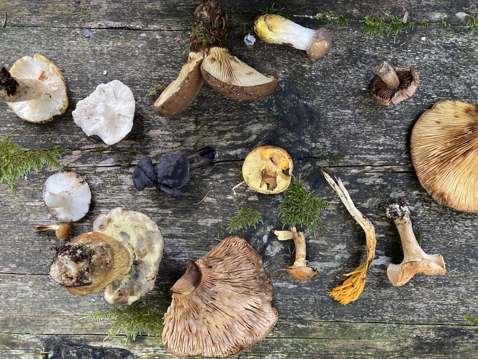 Pilze im Fichtelgebirge